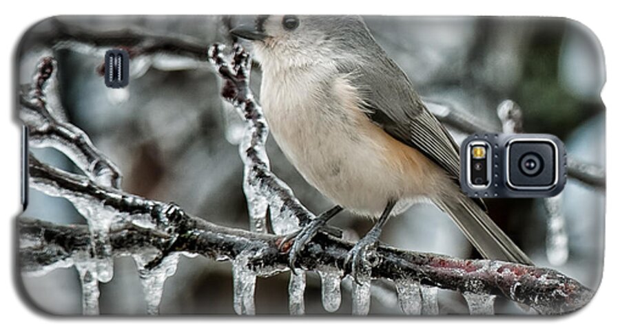 Tufted Titmouse Galaxy S5 Case featuring the photograph Winter Titmouse by Lara Ellis