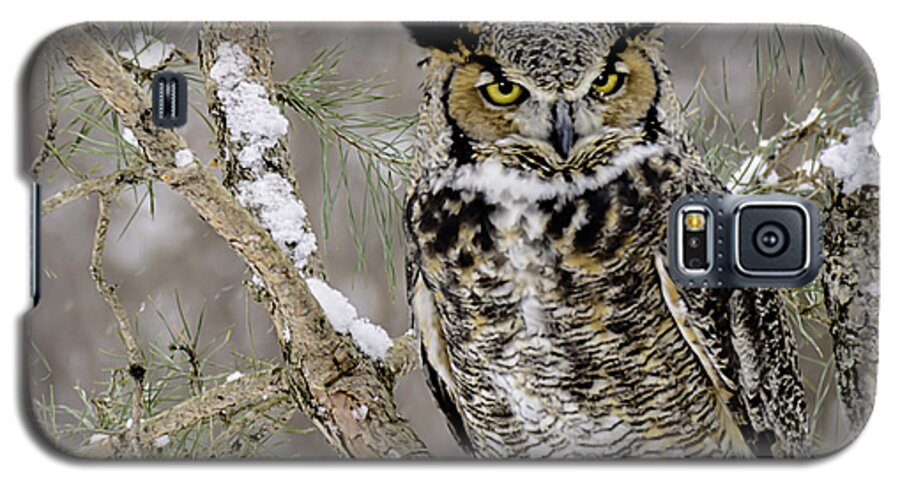 Great Galaxy S5 Case featuring the photograph Wise Old Great Horned Owl by LeeAnn McLaneGoetz McLaneGoetzStudioLLCcom