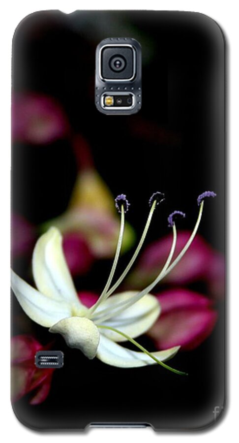 Clerodendrum Trichotomum Galaxy S5 Case featuring the photograph Wish I May by Geri Glavis