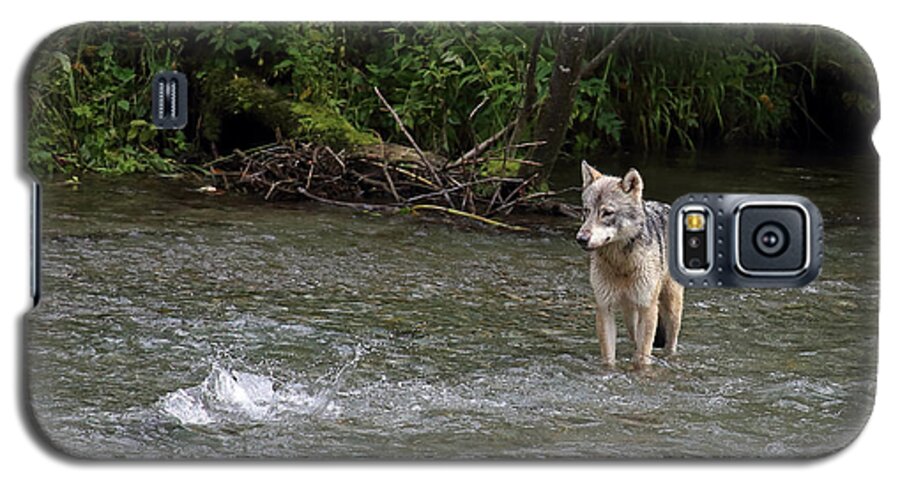 Wolf Galaxy S5 Case featuring the photograph Wolf at Fish Creek by Jean Clark