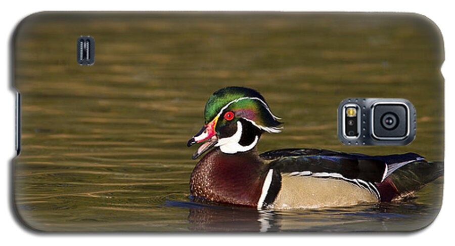Wood Duck Galaxy S5 Case featuring the photograph Wood duck calling by Bryan Keil