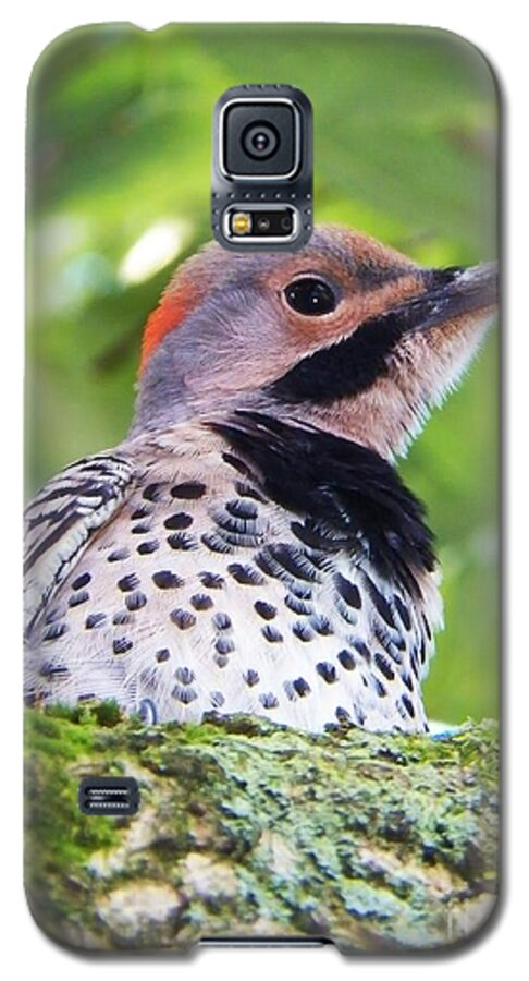 Woodpecker Galaxy S5 Case featuring the photograph Woodpecker by Judy Via-Wolff