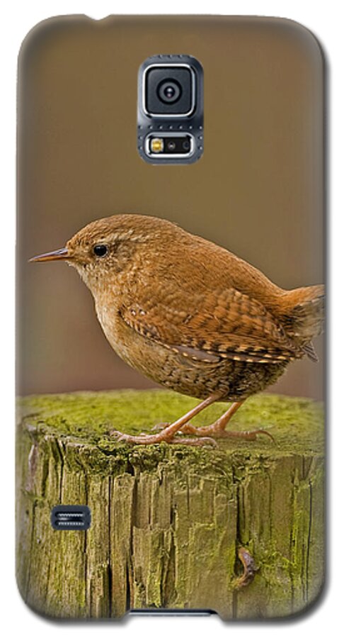 Wren Galaxy S5 Case featuring the photograph Wren by Paul Scoullar