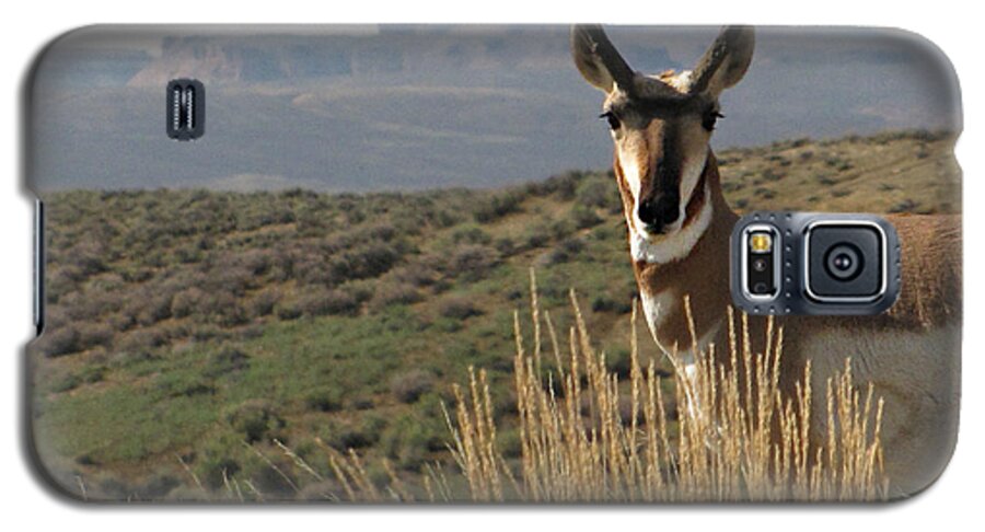 Flaming Gorge Galaxy S5 Case featuring the photograph Wyoming Pronghorn by KATIE Vigil
