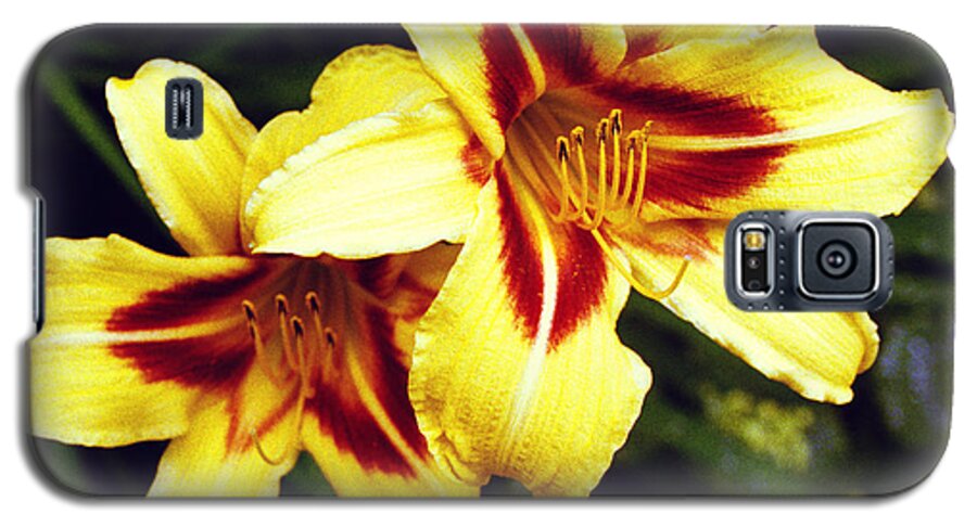Yellow Galaxy S5 Case featuring the photograph Yellow Daylilies by Tom Brickhouse