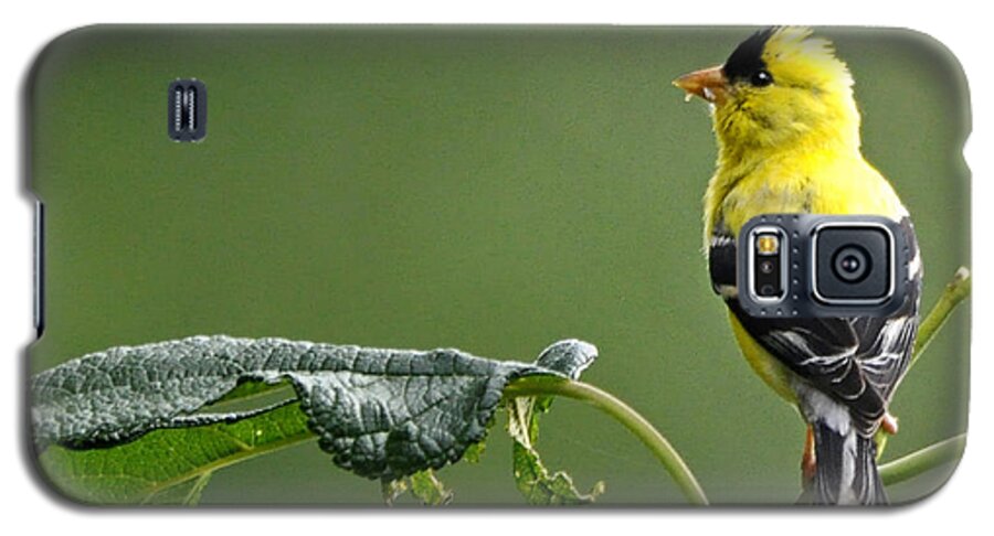 Nature Galaxy S5 Case featuring the photograph Yellow Finch by Nava Thompson