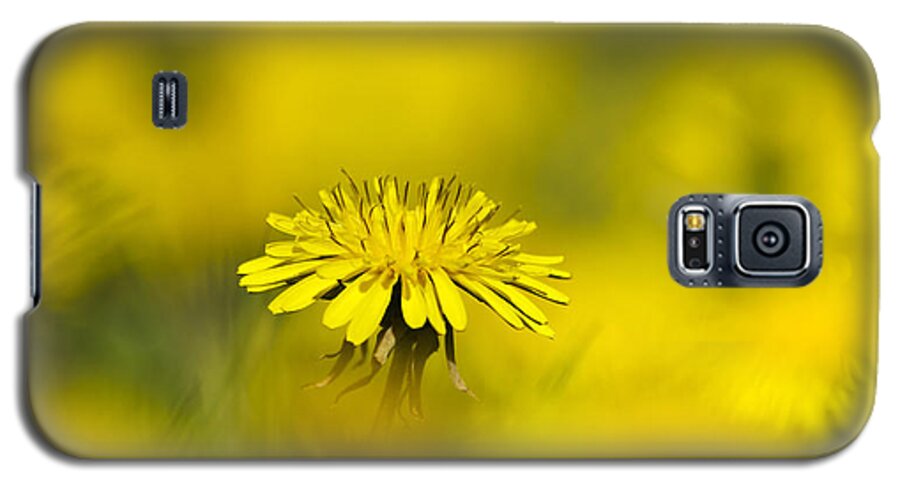 Flowers Galaxy S5 Case featuring the photograph Yellow on Yellow Dandelion by Christina Rollo