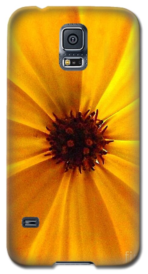 Osteospermum Galaxy S5 Case featuring the photograph Yellow Splendour by Clare Bevan