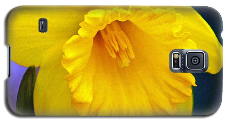 Daffodil Galaxy S5 Case featuring the photograph Yellow Spring Daffodil by Kay Novy