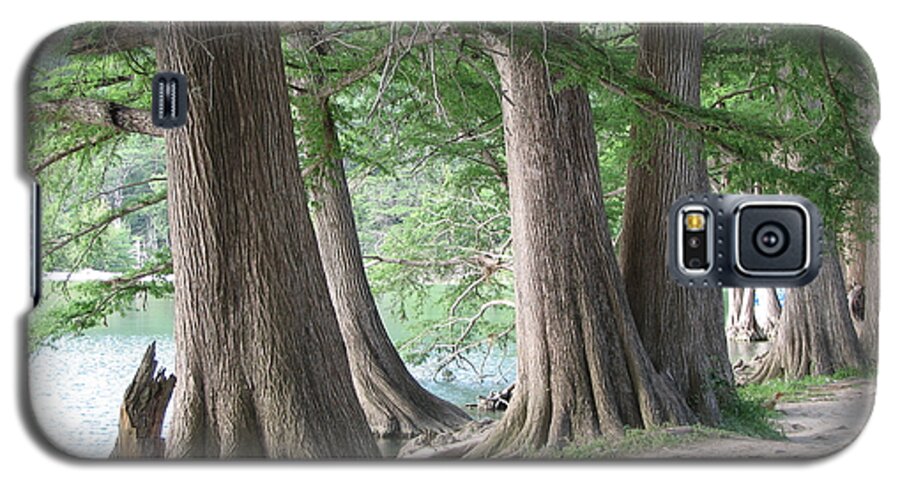 Cypress Galaxy S5 Case featuring the photograph Yesterday's Trees by Wendy J St Christopher