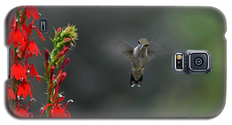 Hummingbird Galaxy S5 Case featuring the photograph You Looking At Me by Judy Wolinsky