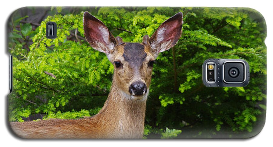 Animal Galaxy S5 Case featuring the photograph Young Buck by Adria Trail