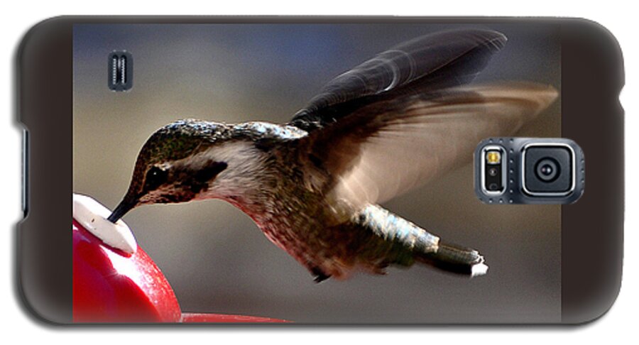 Hummingbirds Galaxy S5 Case featuring the photograph Young Hummingbird Male Anna by Jay Milo