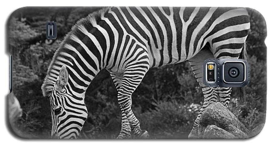 Kate Brown Galaxy S5 Case featuring the photograph Zebra in Black and White by Kate Brown