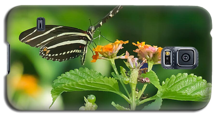 Florida Galaxy S5 Case featuring the photograph Zebra Longwing by Jane Luxton