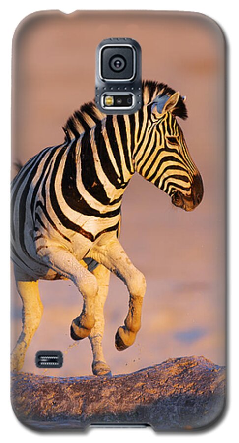 #faatoppicks Galaxy S5 Case featuring the photograph Zebras jump from waterhole by Johan Swanepoel