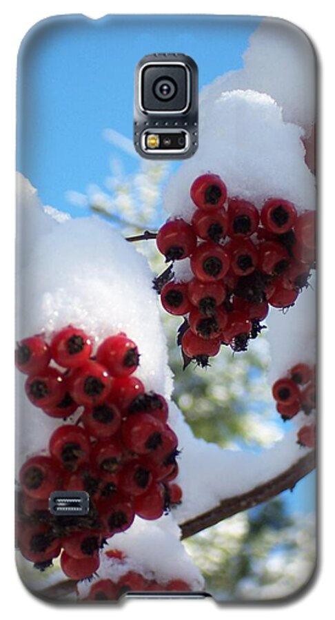 Washington Galaxy S5 Case featuring the photograph Hawthorn Berries in the Snow #1 by Peter Mooyman
