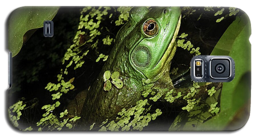 Kenilworth Aquatic Park Galaxy S5 Case featuring the photograph Rana clamitans or Green Frog #2 by Perla Copernik