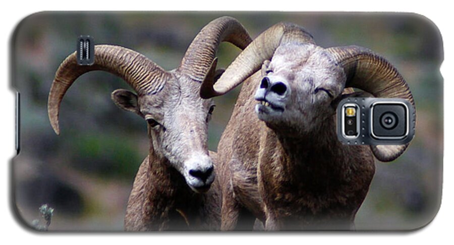 Bighorn Sheep Galaxy S5 Case featuring the photograph Smile #1 by Steve McKinzie
