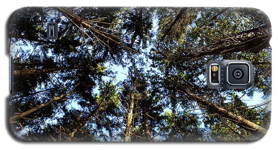 Pine Forest Galaxy S5 Case featuring the photograph Whispering Pines #1 by Rachel Cohen