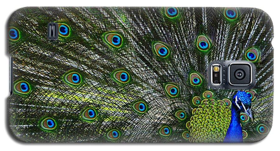 Avian Galaxy S5 Case featuring the photograph Peacock #27 by Brian Stevens
