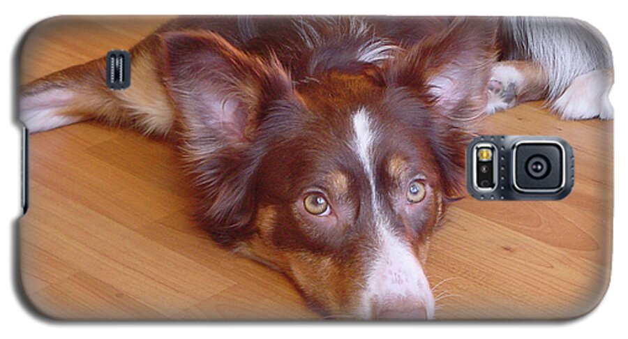 Border Collie Galaxy S5 Case featuring the photograph Abbey Feeling Down by Charles and Melisa Morrison