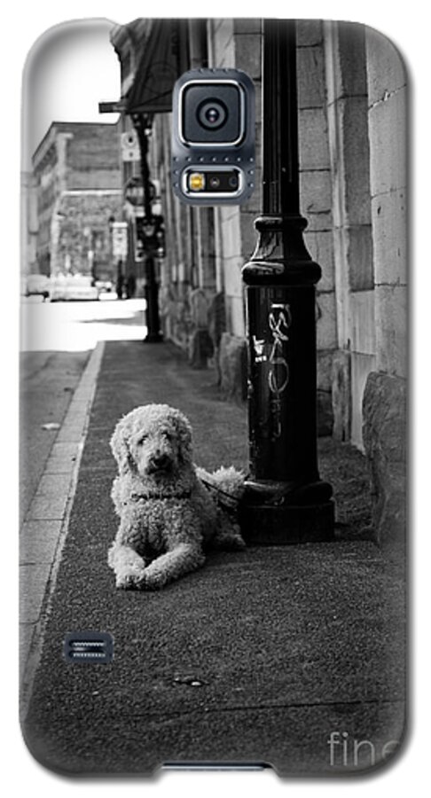 Dog Galaxy S5 Case featuring the photograph All Alone by Leslie Leda