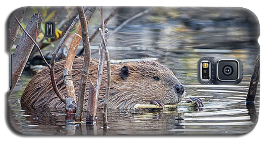 2012 Galaxy S5 Case featuring the photograph American Beaver by Ronald Lutz