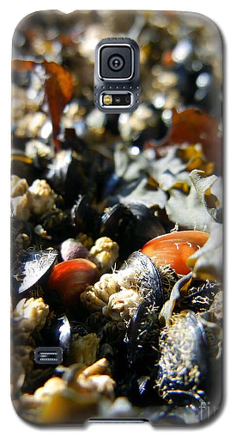 Ocean Galaxy S5 Case featuring the photograph And Cockle Shells by KD Johnson