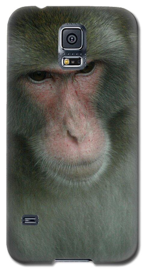 Baboon Galaxy S5 Case featuring the photograph Baboon by Cindy Haggerty