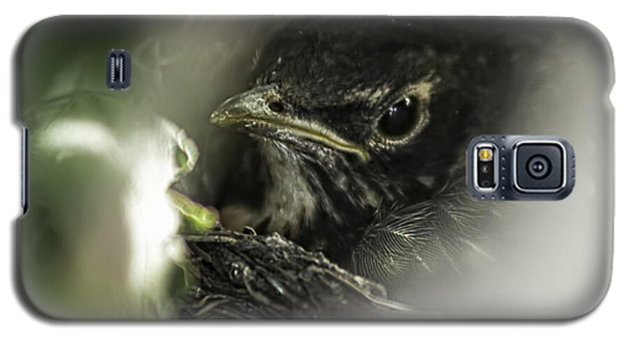 Bird Robin Nest Spring Animal Young Egg Chick Wildlife Nature Galaxy S5 Case featuring the photograph Baby Robin by Tom Gort