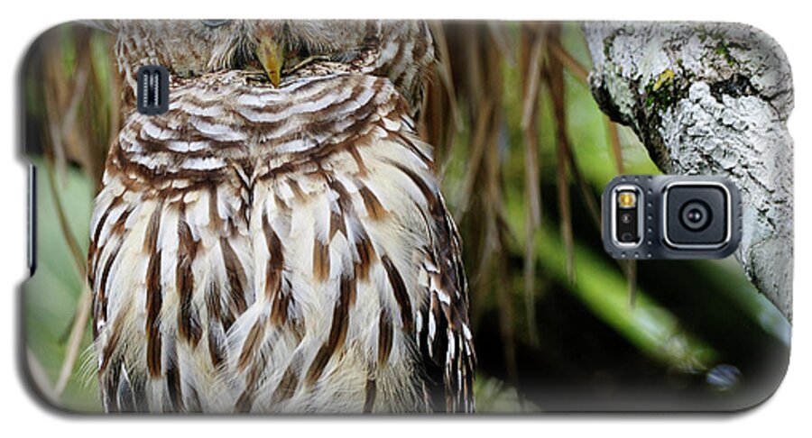 Captured Photo Along The St Johns River Galaxy S5 Case featuring the photograph Barred Owl by Bill Dodsworth