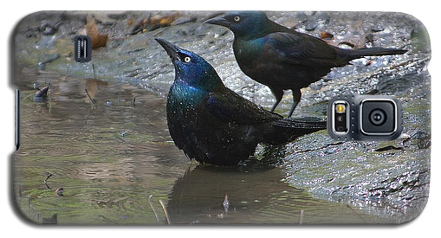 Black Birds Galaxy S5 Case featuring the photograph Bathing Partners by Sarah McKoy