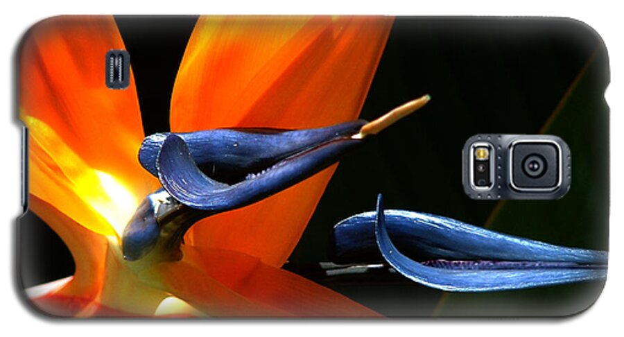 Nature Galaxy S5 Case featuring the photograph Bird of Paradise by Peggy Urban
