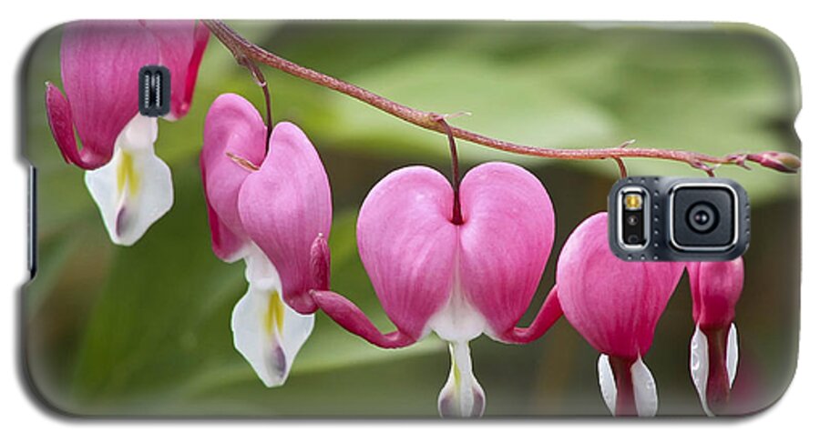 Flower Galaxy S5 Case featuring the photograph Bleeding Hearts by Teresa Zieba