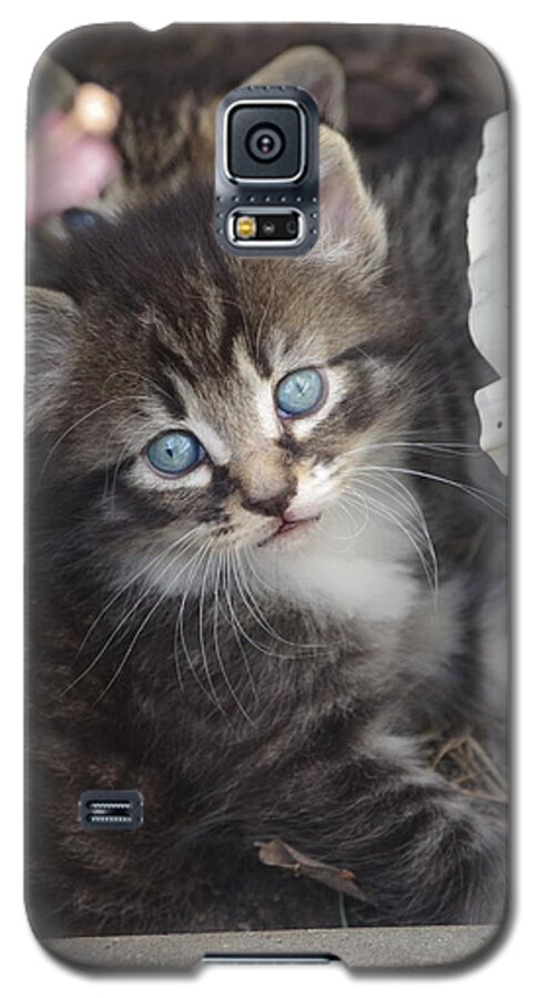 Kitten Galaxy S5 Case featuring the photograph Blue eyes by Tannis Baldwin
