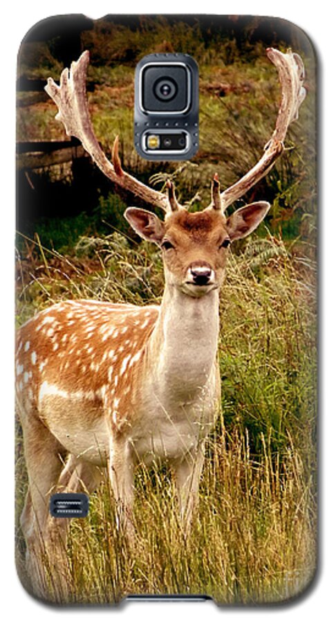 Deer Galaxy S5 Case featuring the photograph Wildlife Fallow Deer Stag by Linsey Williams