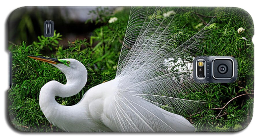 Great White Egret Galaxy S5 Case featuring the photograph Brilliant Feathers by Bill Dodsworth