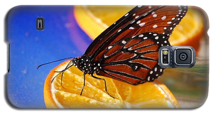 Butterfly Galaxy S5 Case featuring the photograph Butterfly Nectar by Tam Ryan
