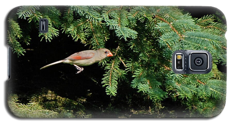 Animals Galaxy S5 Case featuring the photograph Cardinal Just A Hop Away by Thomas Woolworth