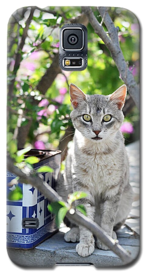 Cat Galaxy S5 Case featuring the photograph Cat of Mykonos by Laura Melis