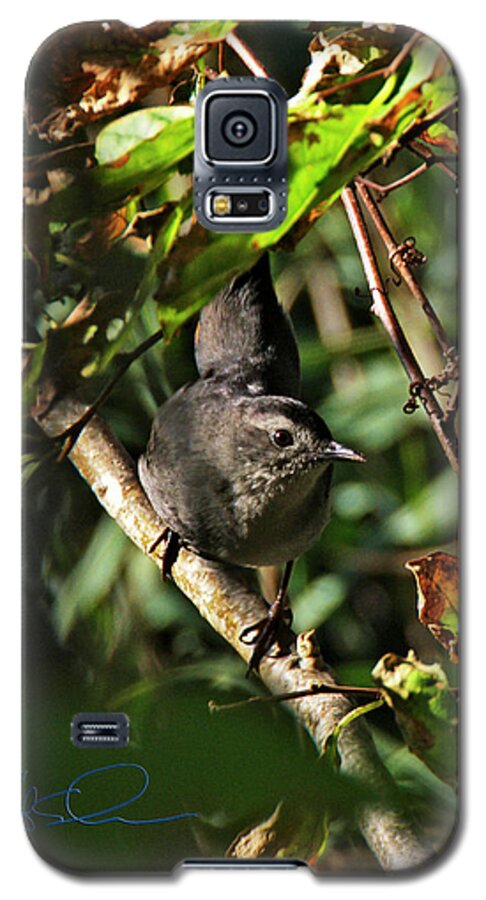 Gray Catbird Galaxy S5 Case featuring the photograph Catbird by S Paul Sahm