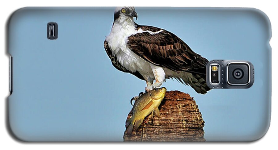 Fish Galaxy S5 Case featuring the photograph Catch of the day by Bill Dodsworth