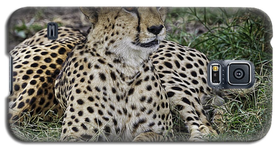 Africa Galaxy S5 Case featuring the photograph Cheetah Alert by Perla Copernik