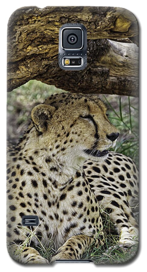 Africa Galaxy S5 Case featuring the photograph Cheetah Resting by Perla Copernik