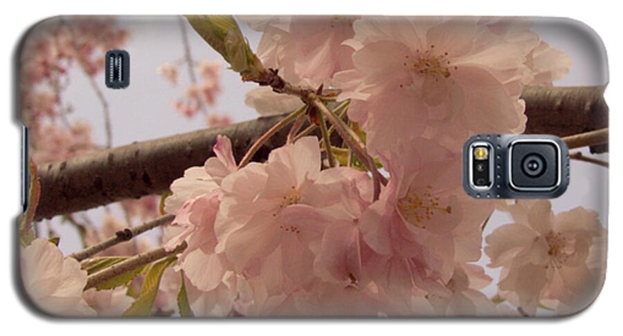 Cheery Galaxy S5 Case featuring the photograph Cherry Blossom 2 by Andrea Anderegg
