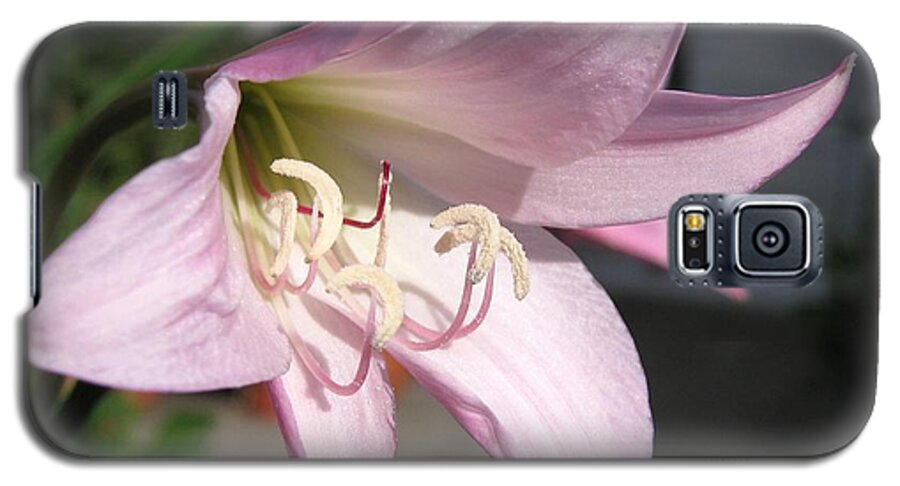 Crinum Lily Galaxy S5 Case featuring the photograph Crinum Lily named Powellii by J McCombie