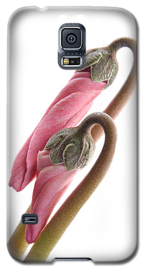 Cyclamen Galaxy S5 Case featuring the photograph Cyclamen Lovers by Ann Garrett