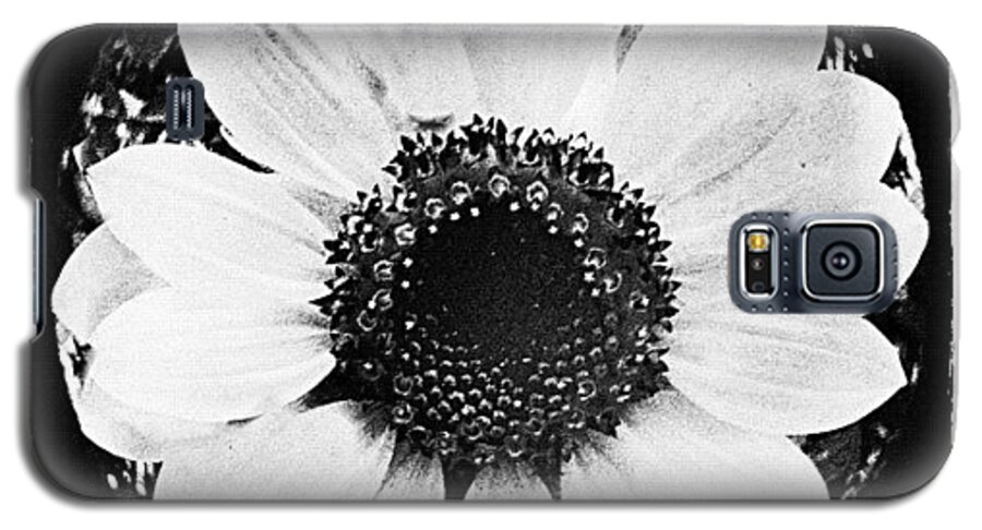 Nature Galaxy S5 Case featuring the photograph Daisy by Mari Posa