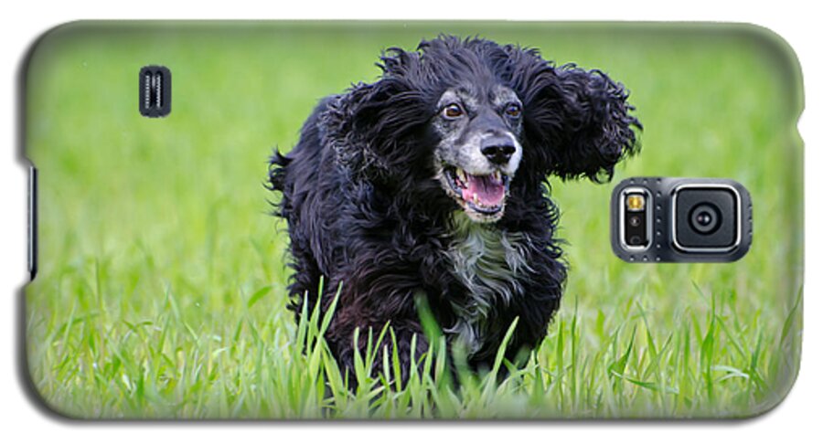 Dog Galaxy S5 Case featuring the photograph Dog running on the green field by Mats Silvan